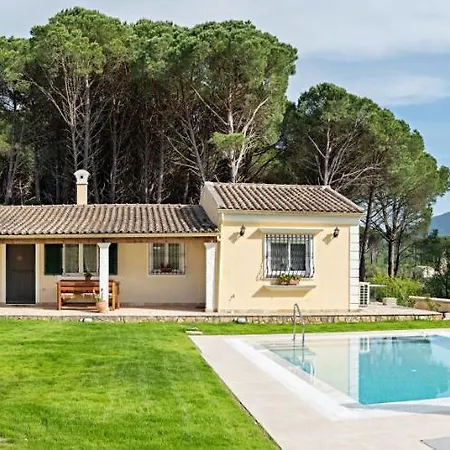 Pine Forest * Kompítsion