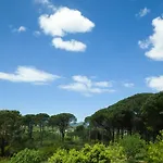 Pine Forest * Kompítsion