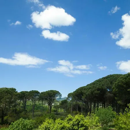 Pine Forest * Kompítsion